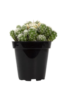 Mammillaria gracilis fragilis "Thimble Cactus" - 3.5"