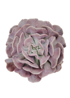 Echeveria ‘Cubic Frost’™ USPP27,527 - 3.5”
