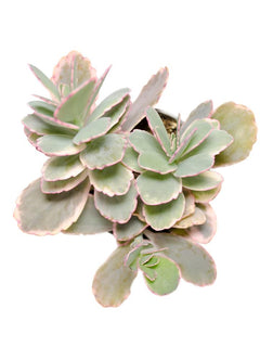 Kalanchoe fedtschenkoi ‘Variegata’ “Variegated Lavender Scallops” - 3.5"