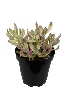 Crassula rubricaulis ‘Candy Cane’ USPP28,111 - 2.5"