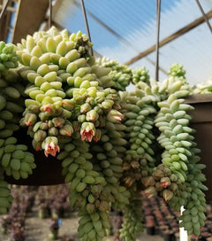 Sedum 'Burrito' - 3.5"