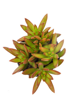 Sedum adolphi Firestorm®️ - 3.5"