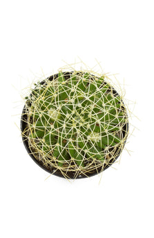 Mammillaria camptotricha "Bird's Nest" - 3.5