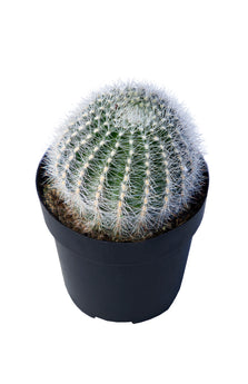 Echinopsis leucomalla “Cob Cactus” - 2.5"