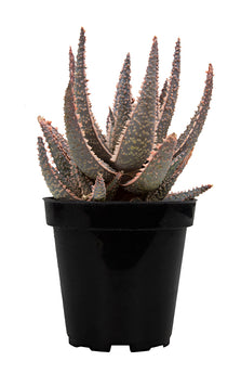 Aloe ‘Purple Haze’ USPP32,604 - 3.5"