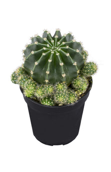 Echinobivia 'Rainbow Bursts' - 3.5"