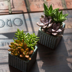 mini succulents in container