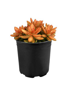 Sedum adolphi Firestorm®️ - 3.5"