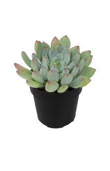 Sedeveria 'Blue Elf' - 3.5"