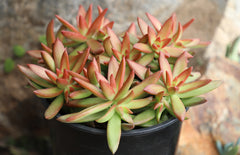 Sedum adolphi Firestorm®️ - 3.5"
