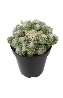 Mammillaria gracilis fragilis "Thimble Cactus" - 3.5"