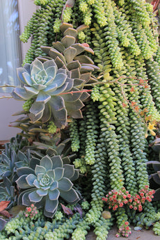 Sedum 'Burrito' - 3.5"