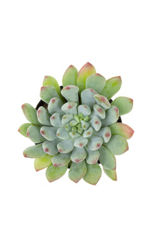 Sedeveria 'Blue Elf' - 3.5"