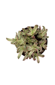 Crassula rubricaulis ‘Candy Cane’ USPP28,111 - 2.5"