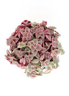 Crassula marginalis rubra ‘Variegata’ “Calico Kitten” - 3.5”