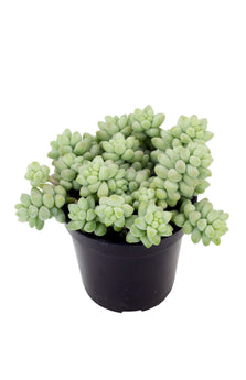 Sedum 'Burrito' - 3.5"