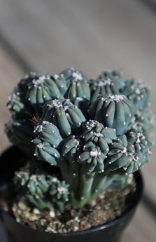Cereus forbesii monstrose 'Ming Thing' - 3.5"