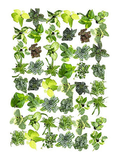 48 Pack of Assorted Foliage - 2 Inch