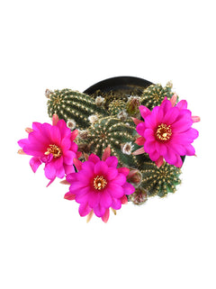 Echinopsis 'Rose Quartz' "Peanut Cactus" - 2.5"