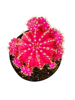 2.5" Gymnocalycium mihanovichii "Moon Cactus" Pink