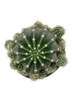 Echinobivia 'Rainbow Bursts' - 3.5"- Top