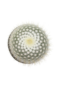Notocactus scopa “Silver Ball Cactus” - 2.5"