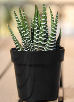 Haworthia fasciata “Zebra Plant” - 2.5”