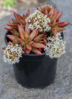 Sedum adolphi Firestorm®️ - 3.5"