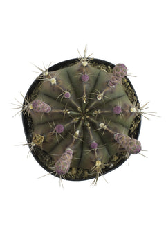 Gymnocalycium mihanovichii  friedrichii - 3.5"