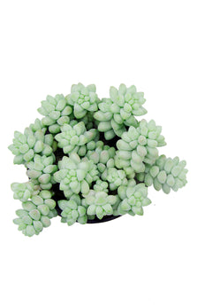 Sedum 'Burrito' - 3.5"