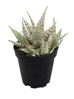 Aloe 'Blizzard' USPP 21408 - 3.5"