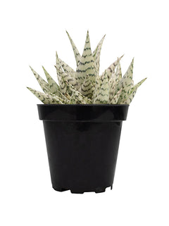 Aloe 'Blizzard' USPP 21408 - 3.5"