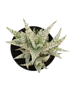 Aloe 'Blizzard' USPP 21408 - 3.5"