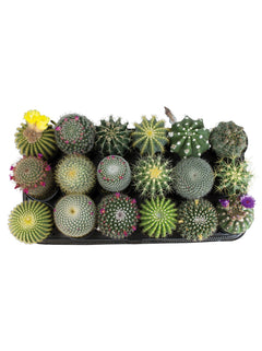 Assorted Cacti - 3.5"