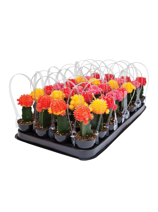 Assorted Grafted Cacti Tray- 2.5"