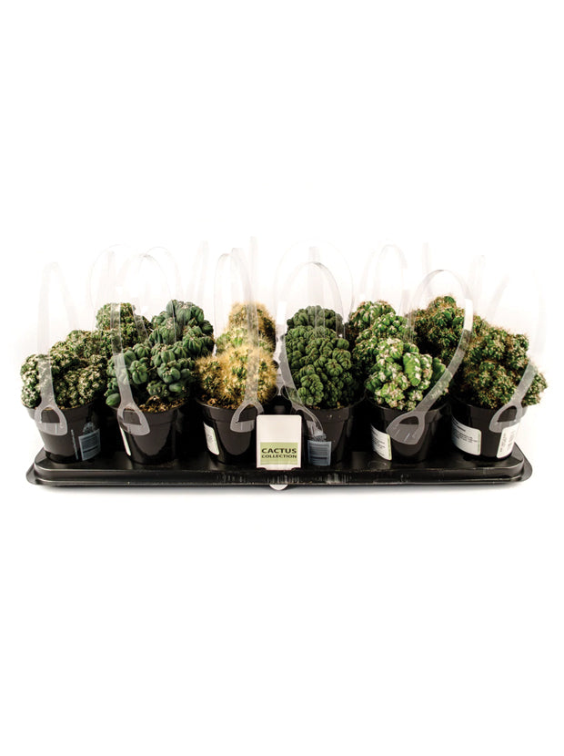 Assorted Monster Cacti Tray - 3.5"