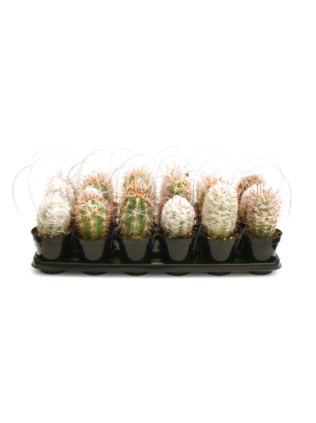 Assorted Old Man Cacti Tray - 3.5"
