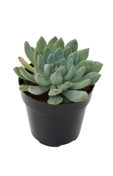 Sedeveria 'Blue Elf' - 3.5"