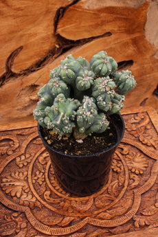 Cereus forbesii monstrose 'Ming Thing' - 3.5"