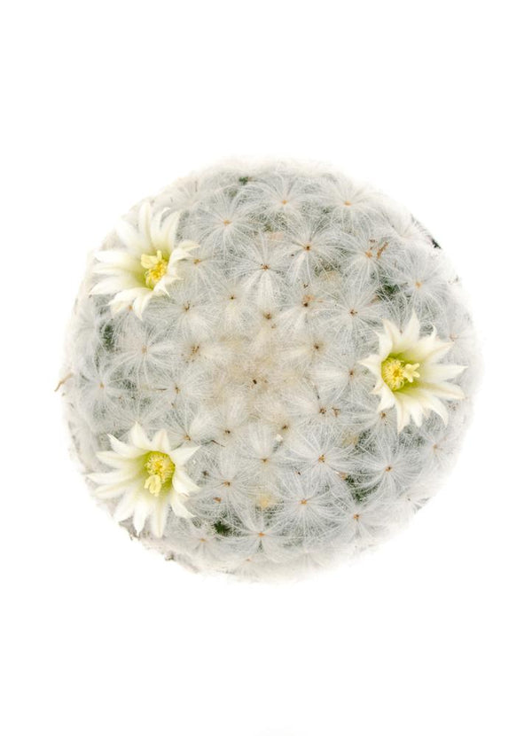 Mammillaria plumosa 'Feather Cactus' - 3.5