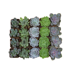 Assorted Rosettes 20 Pack - 2 Inch