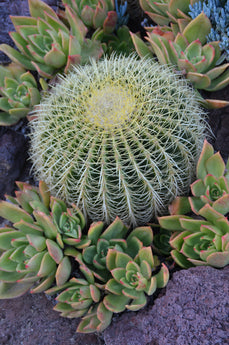Echinocactus grusonii "Golden Barrel Cactus" - 3.5"