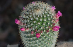 Mammillaria pilcayensis "Bristle Brush" - 2.5"