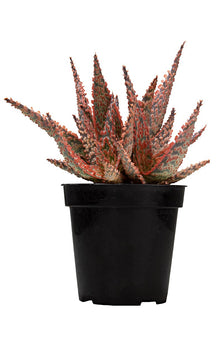 Aloe Crimson Dragon PPAF front