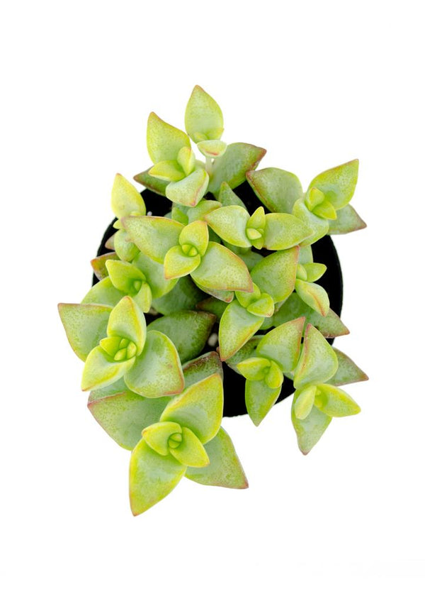 Crassula conjuncta - 3.5"