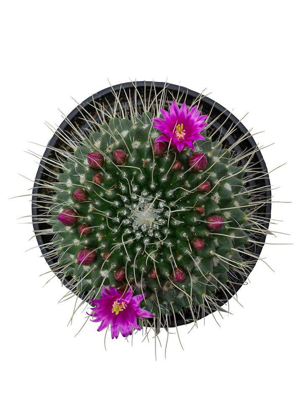 Mammillaria spinosissima 'Un Pico' -3.5"