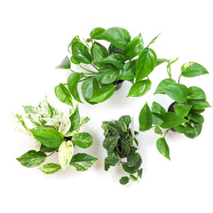 12 Pack of 4.25" Assorted Pothos