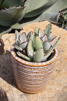 Kalanchoe tomentosa 'Panda Plant' - 3.5"- Lifestyle
