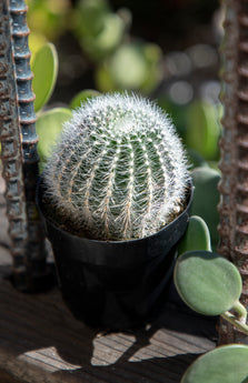 Echinopsis leucomalla “Cob Cactus” - 2.5"