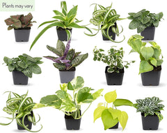 48 Pack of Assorted Foliage - 2 Inch